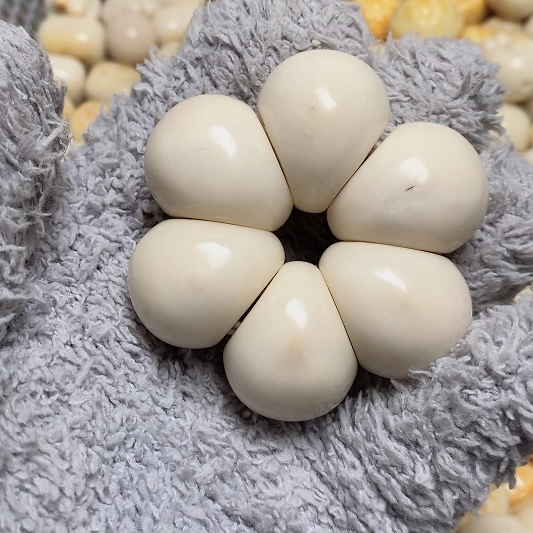 菩提根/象牙果吊坠瑕疵款蒜瓣手捻