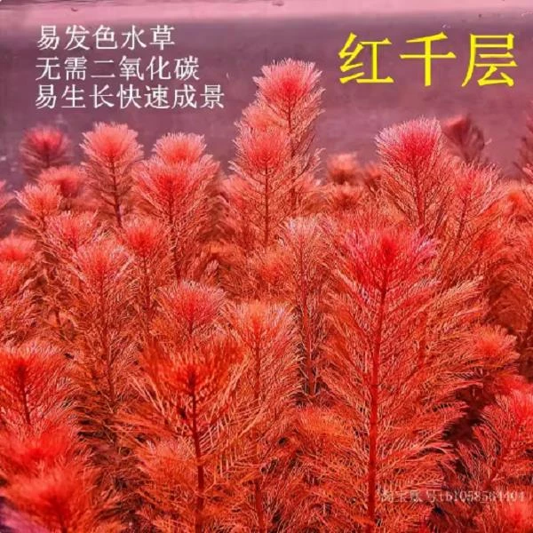 红千层红羽毛易发色红色后景水草阴性鱼缸草缸造景新手快速成景