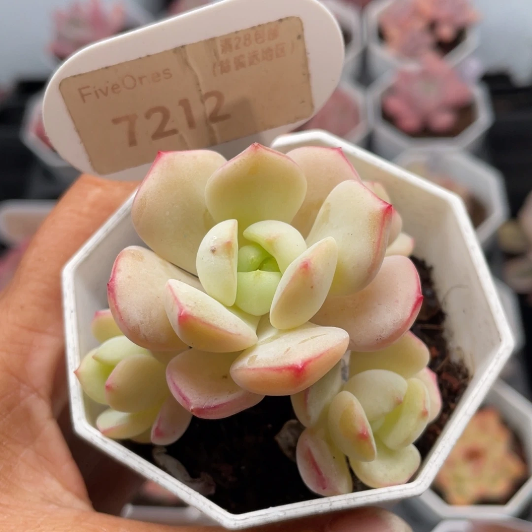 香草7212-6.0厘米