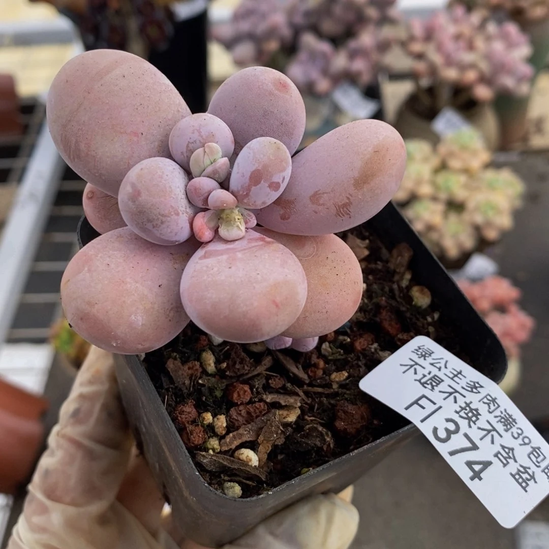 橙奶374/5cm多肉