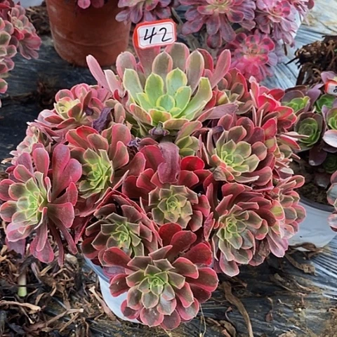 凤冠老桩捧花42号