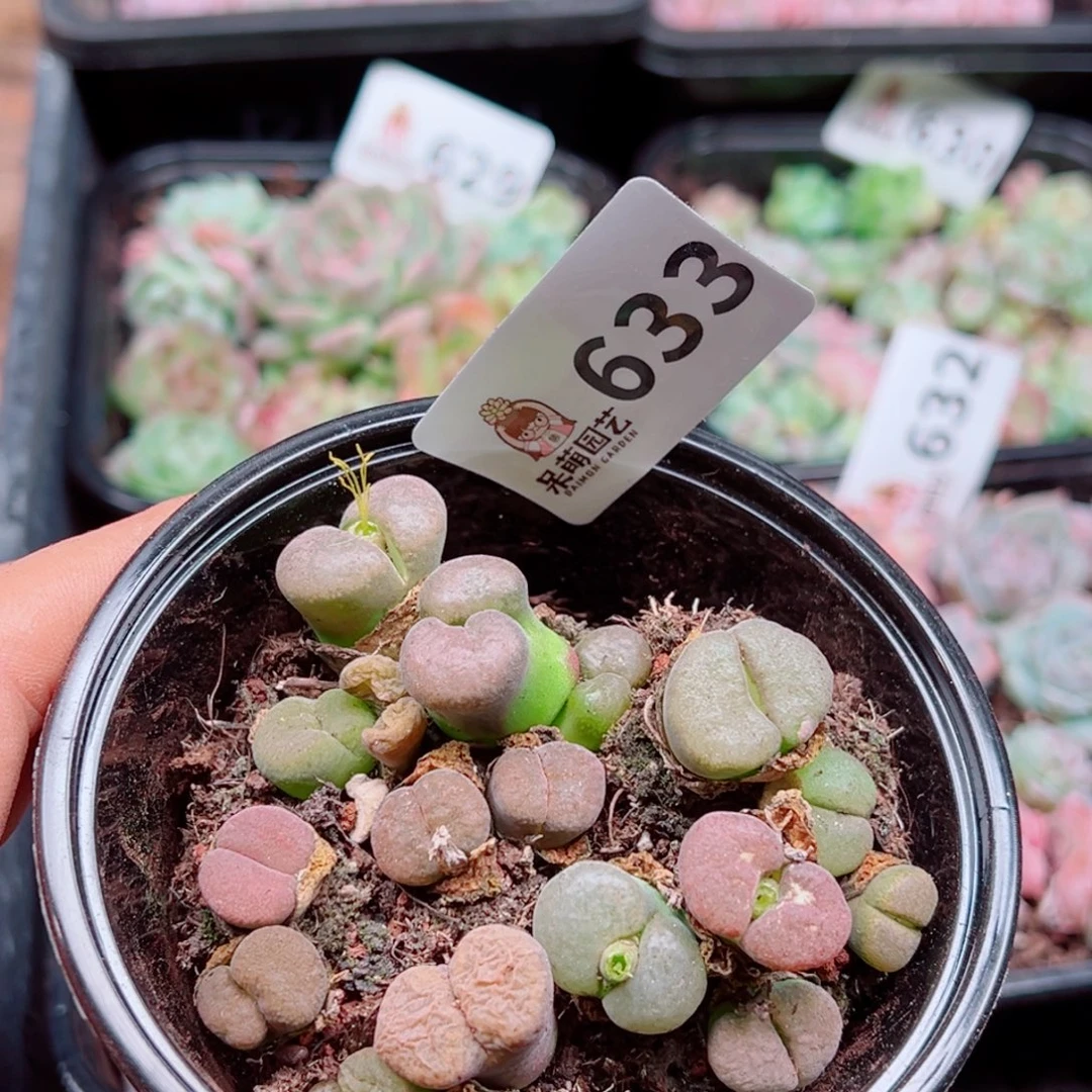 多肉植物多肉植物