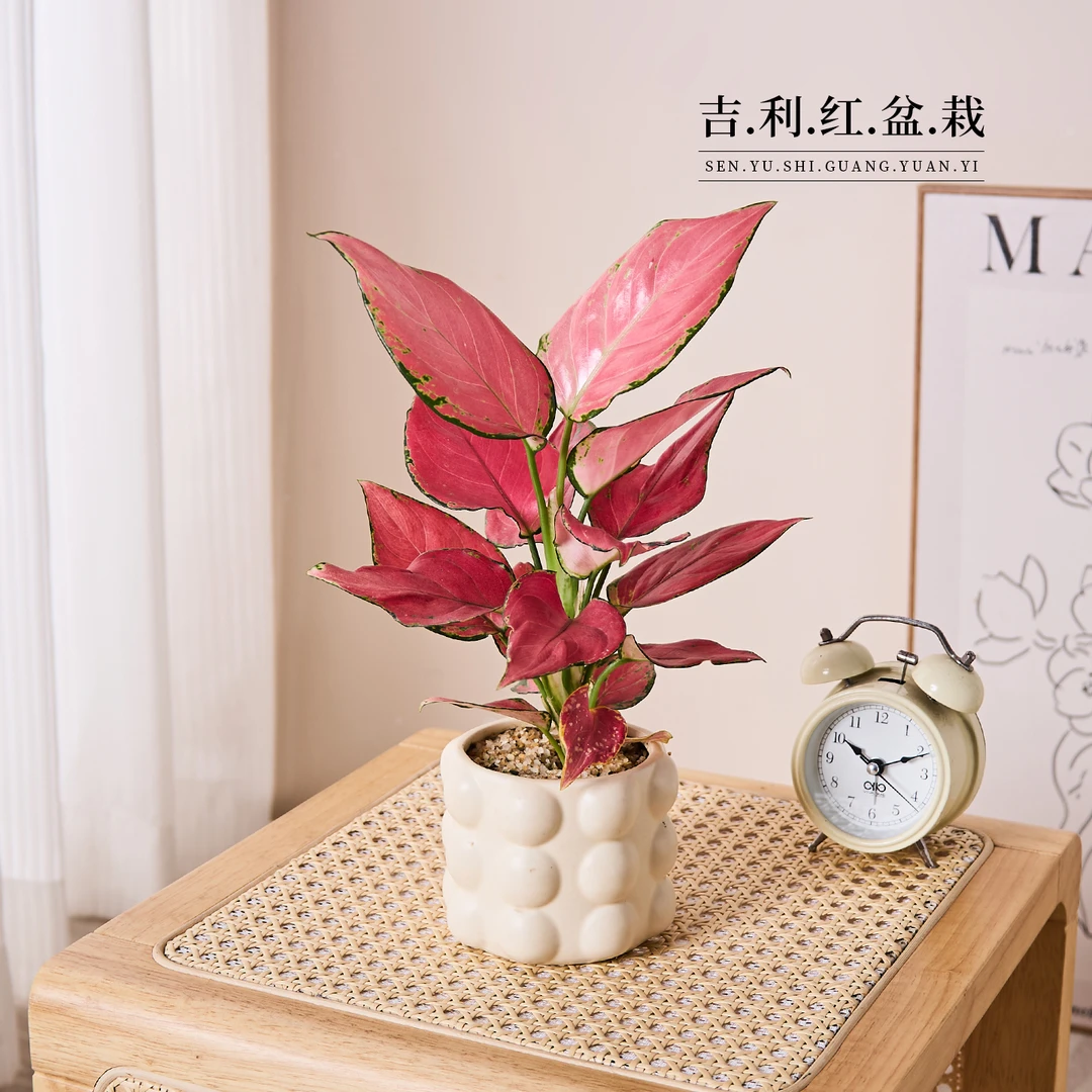 富贵红吉利红盆栽办公室内桌面绿植好养绿植开业乔迁送礼喜庆