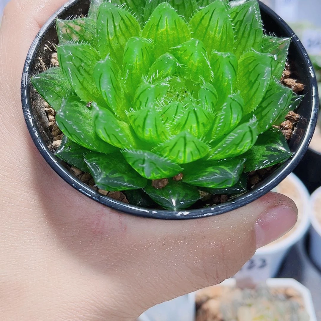 母本樱水晶新手好养