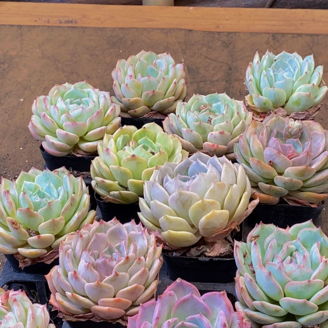 355的人在一起的时候