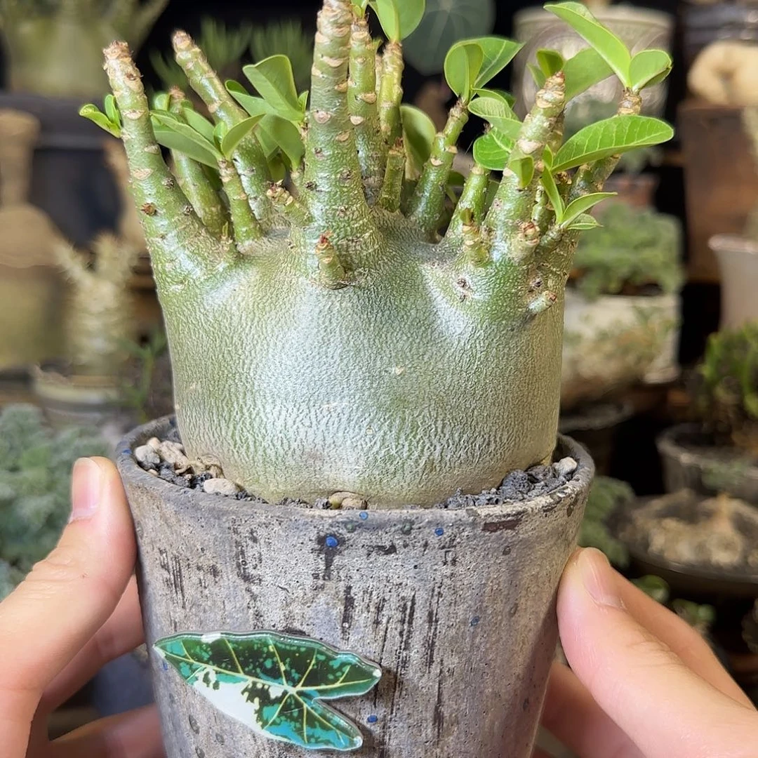 一物一拍哥斯拉沙漠玫瑰380