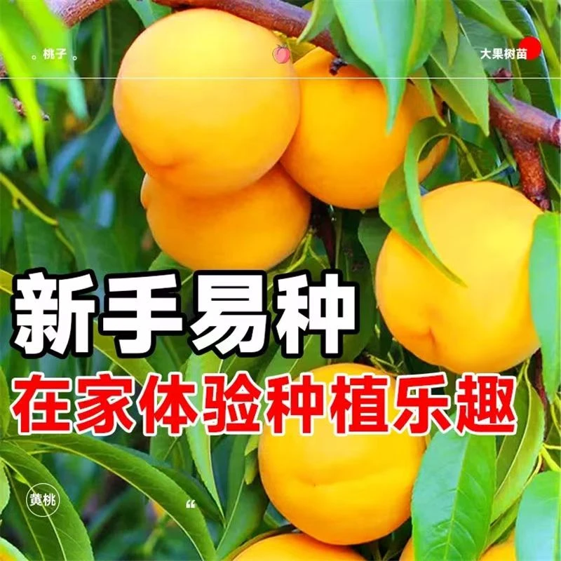 锦绣黄桃果树树苗南北方可种植