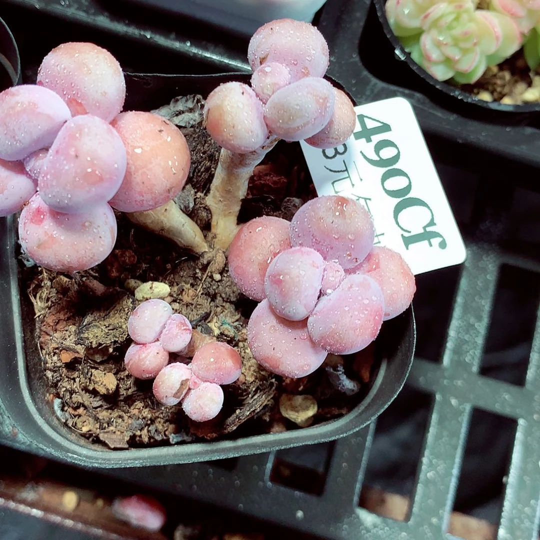 5厘米盆精控多肉490