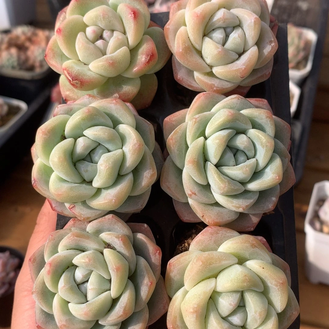 精品冰玉单头组合6颗一物一拍