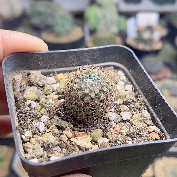 南国玉属实生桃鬼丸，2.3公分