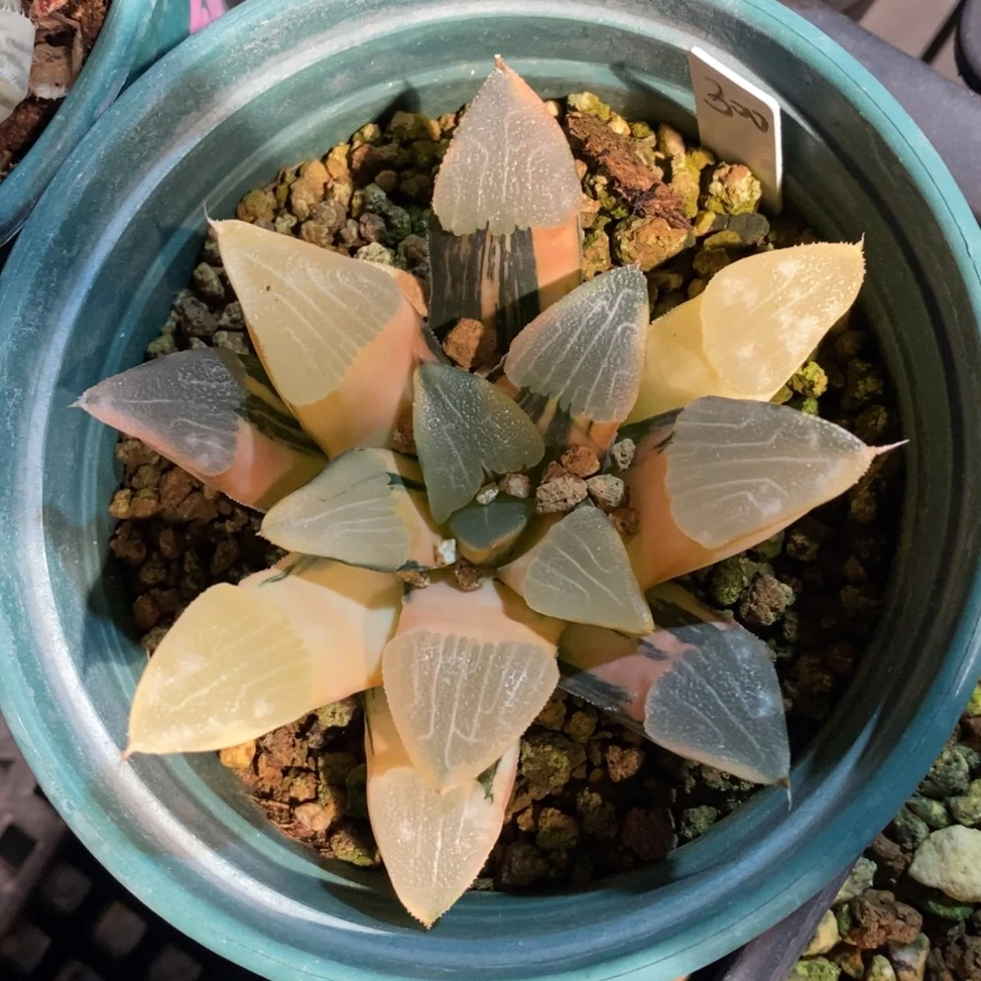 一颗实生大克锦。