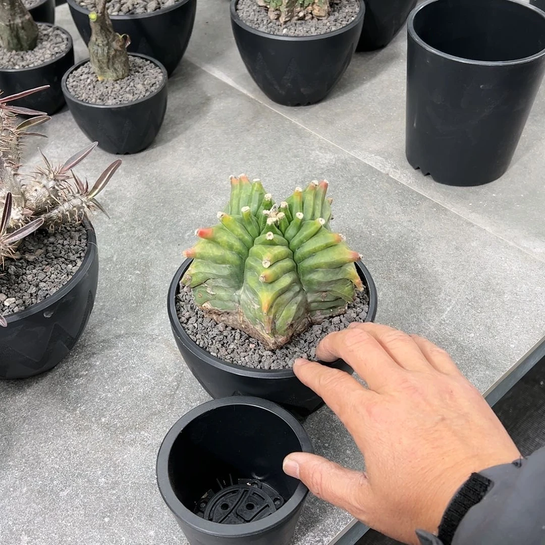 T****t龟甲鸾凤玉脱土➕小直盆88888