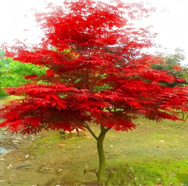 三季红红枫庭院景观树