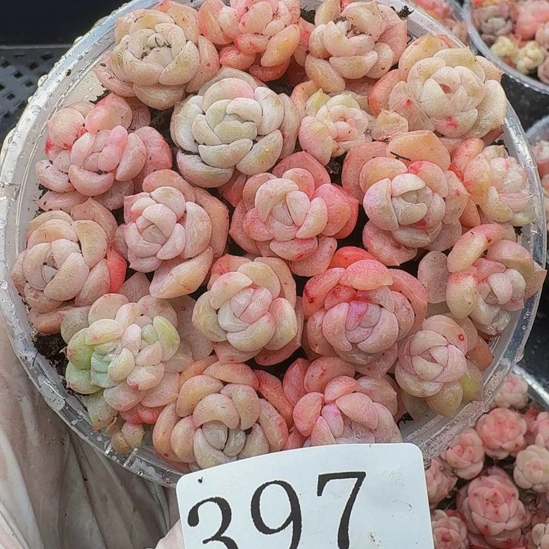 多肉植物多肉植物397