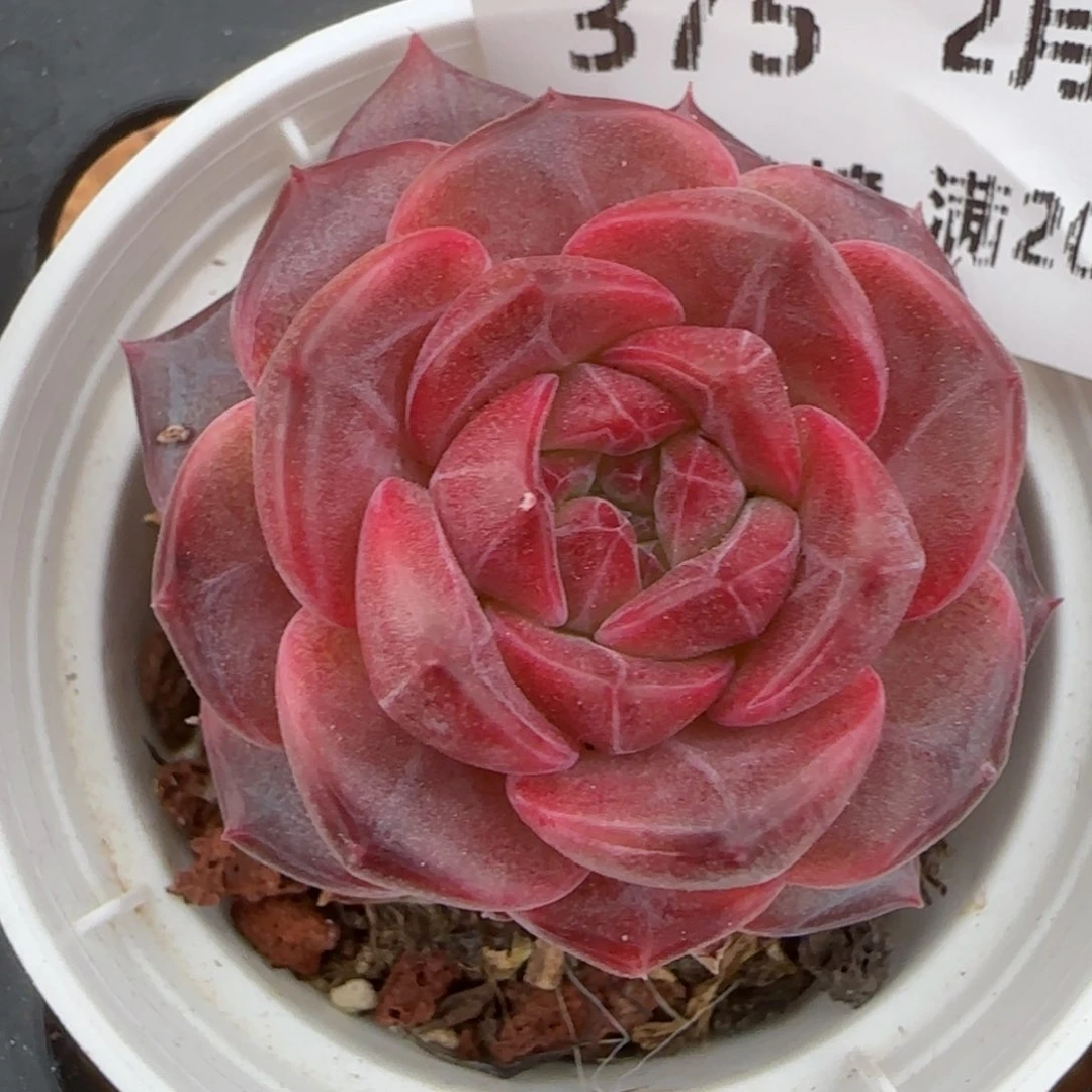 花语逸镜0207-375