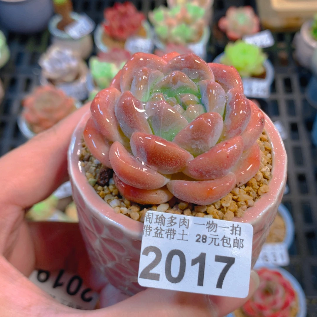 5厘米盆精控多肉2017