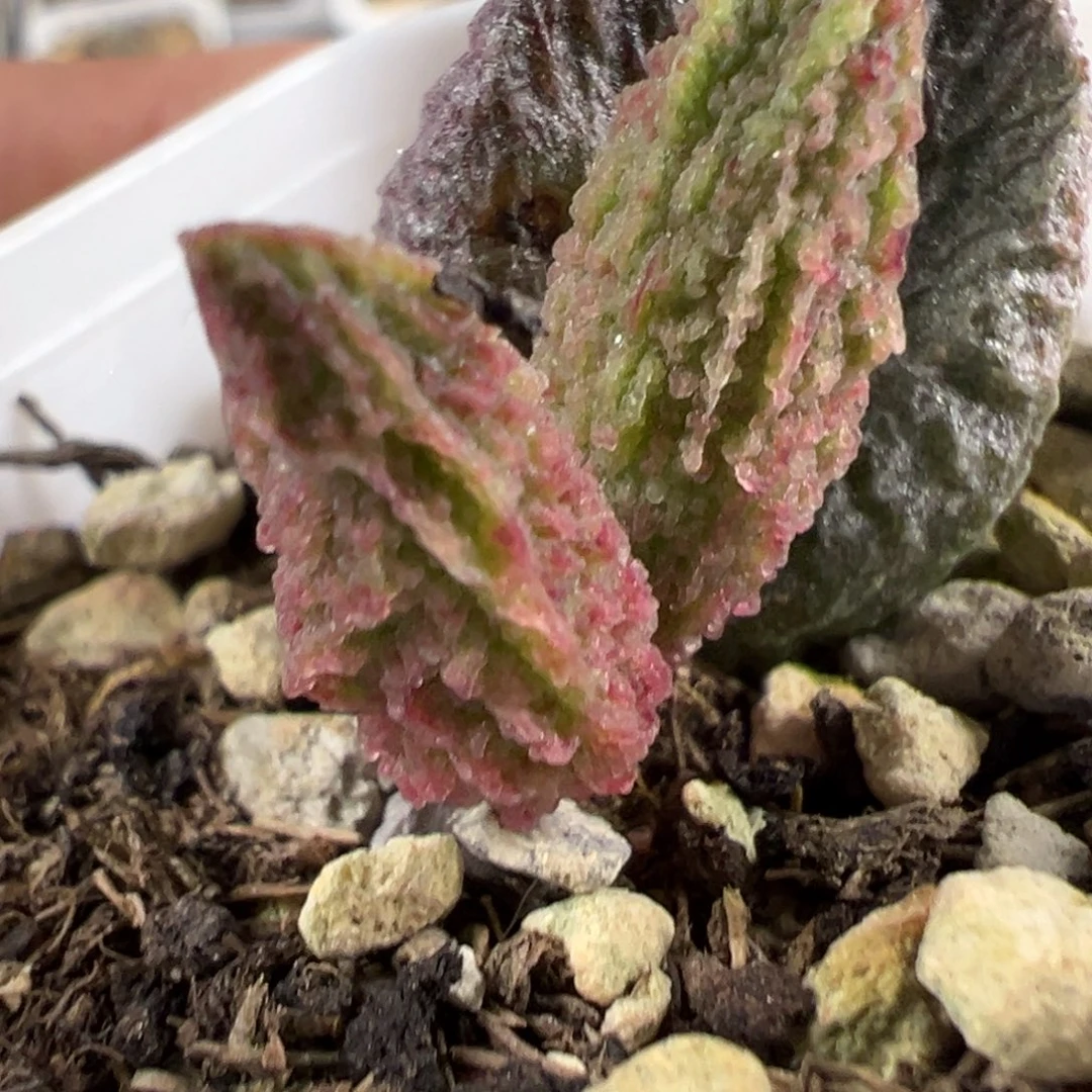 实生新品多肉植物水泡