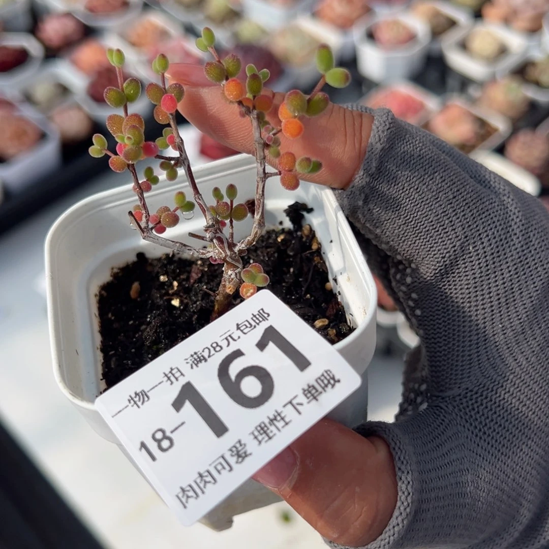 枝干番杏米粒多肉多肉多肉多肉