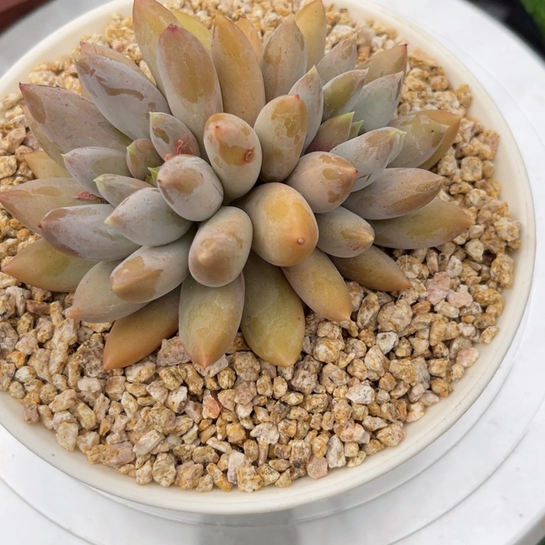 M***i哥。特。双头。小可爱发货