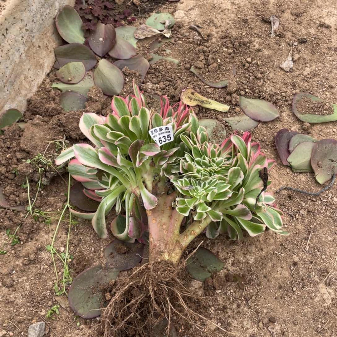 635粉女郎缀多肉法师断枝不包