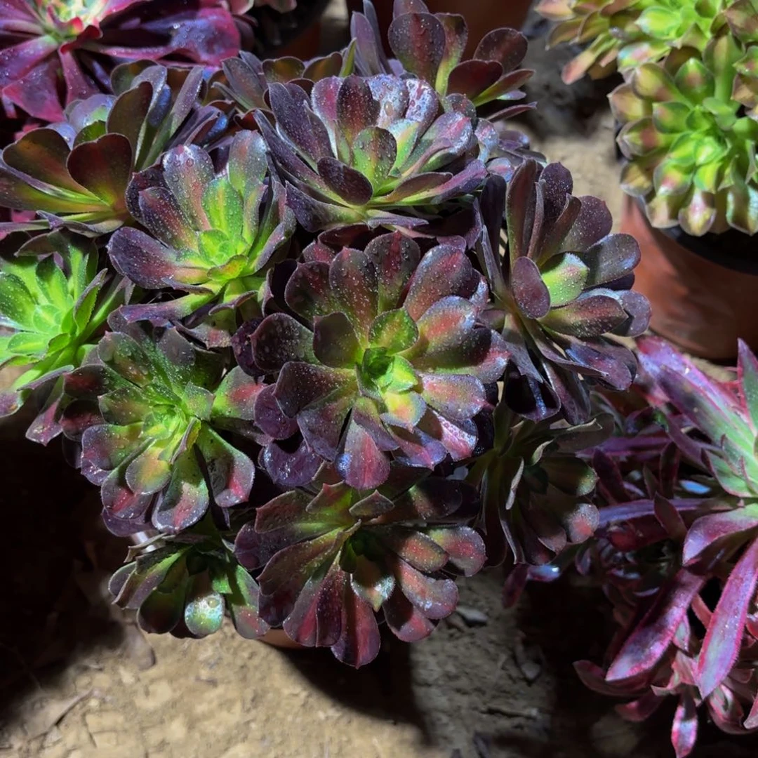 花纳绣球12.8多肉植物