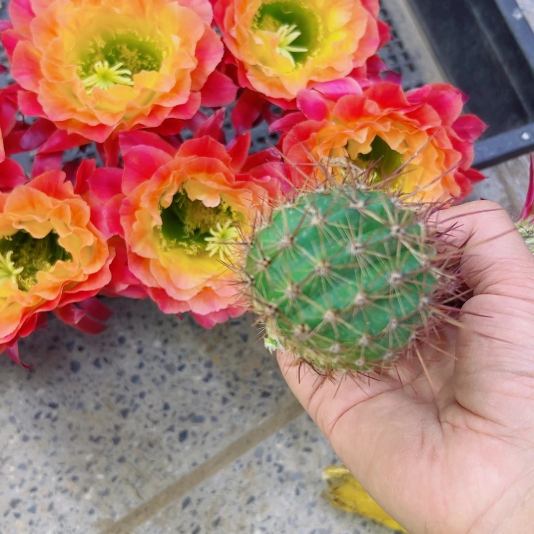 下29毛大满贯歪无根侧牙4公分左右20包邮