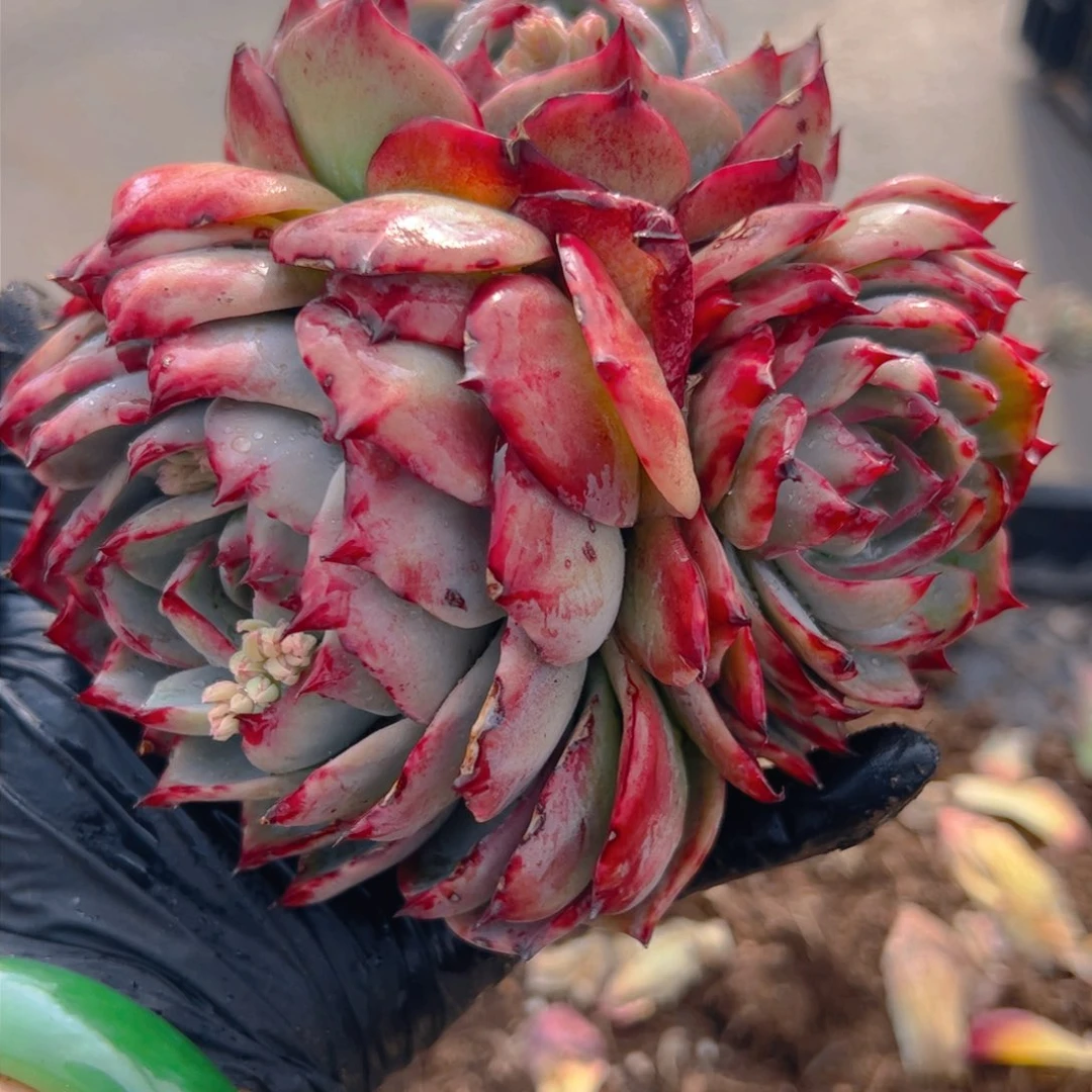 清*三头惊鸿仙子3056号