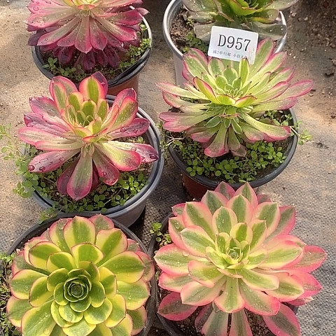 957法师多肉6颗组合