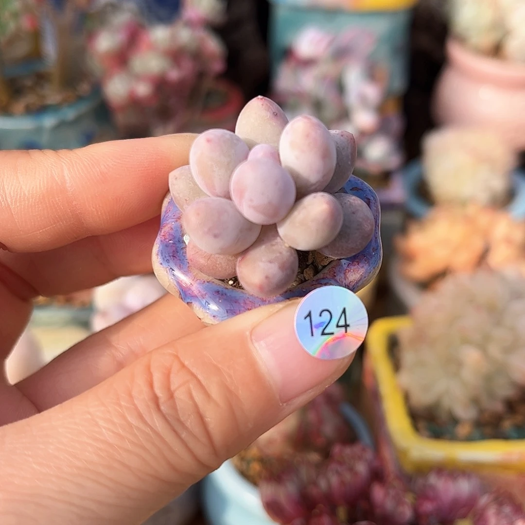 124 多肉含盆土30元包邮除偏远