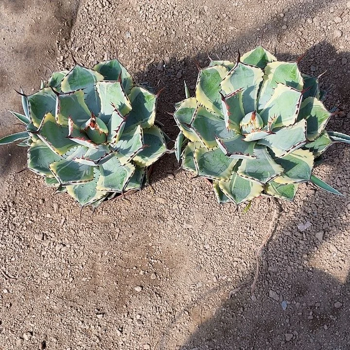 完全开放吉祥冠锦裸根发货两个