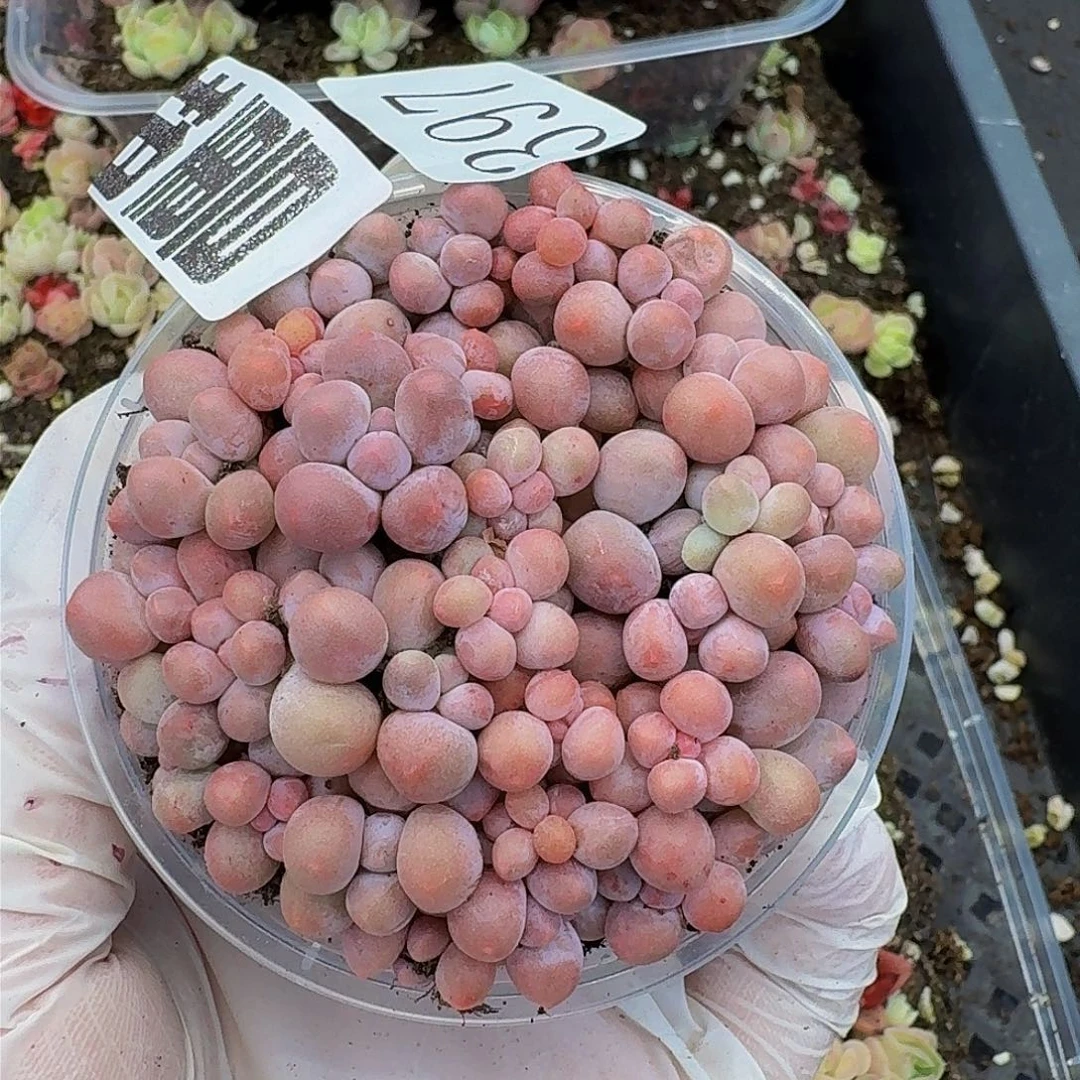 多肉植物多肉植物397量拍