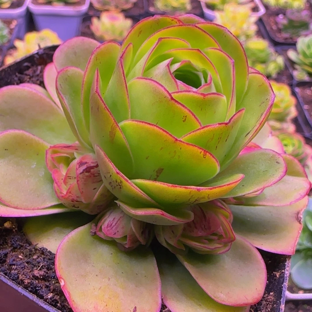 烟雨捧花1343434243467676883