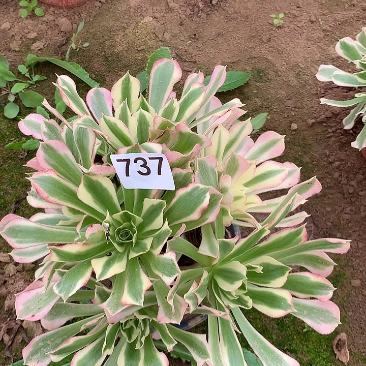 无花朵737白凤北