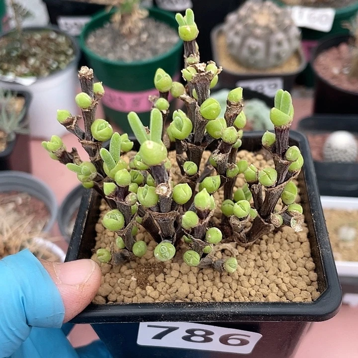 786枝干兔子多头老桩