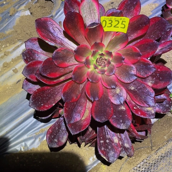 0325烟花多肉植物