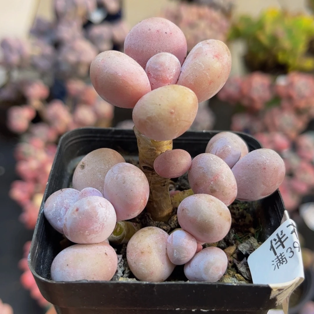 447水光针5cm多肉植物