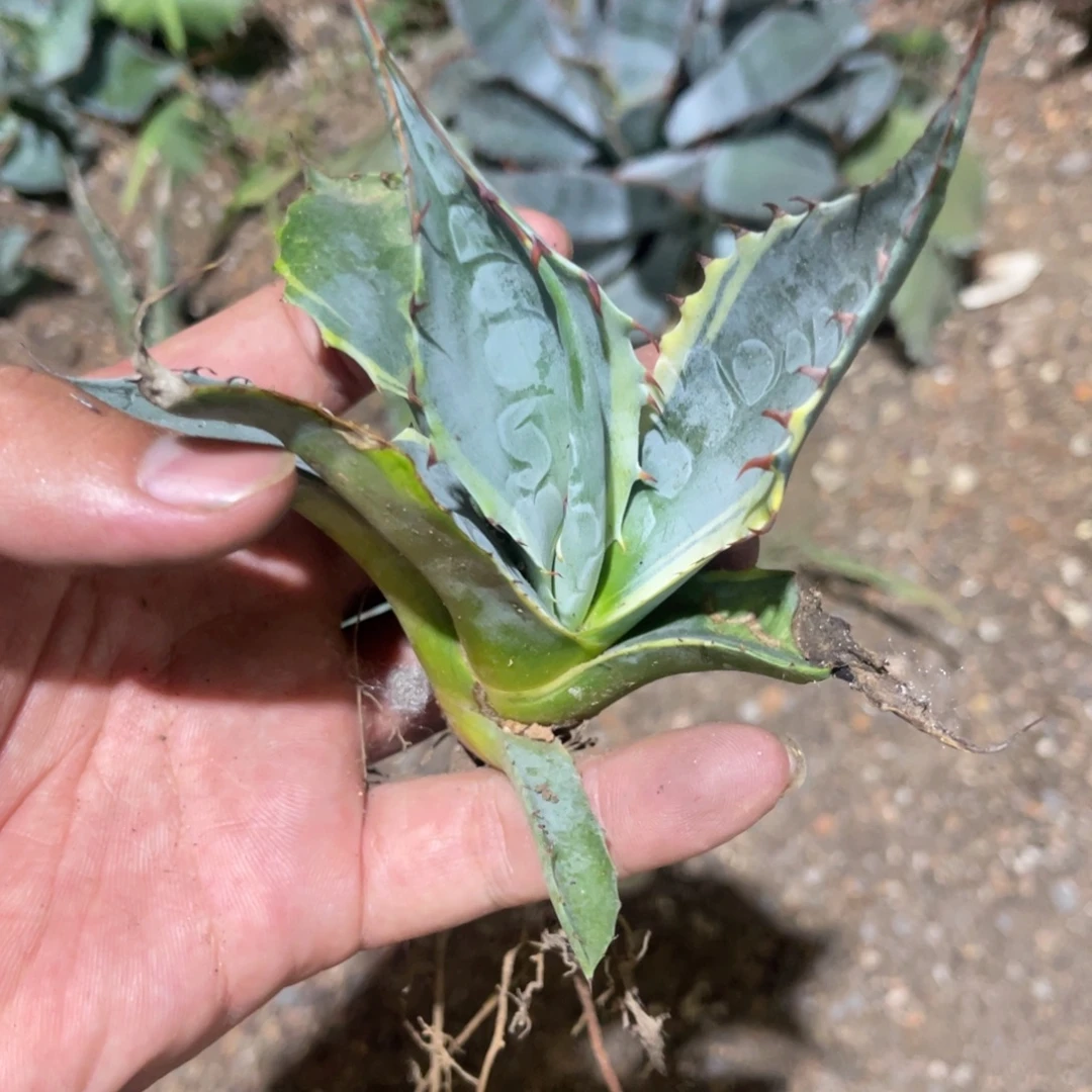 海洋之心龙舌兰侧芽