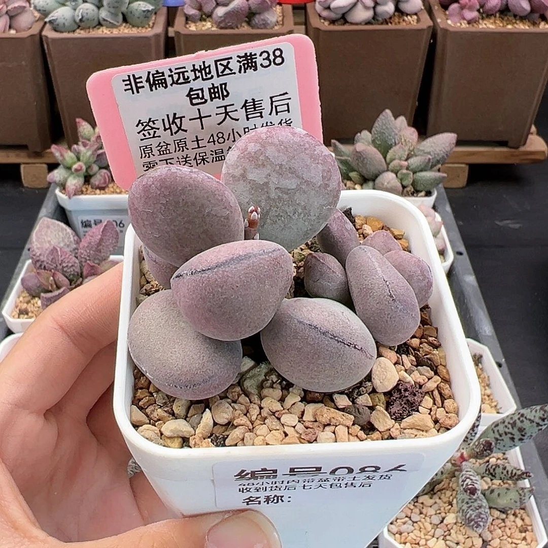 086球球紫蛋多肉