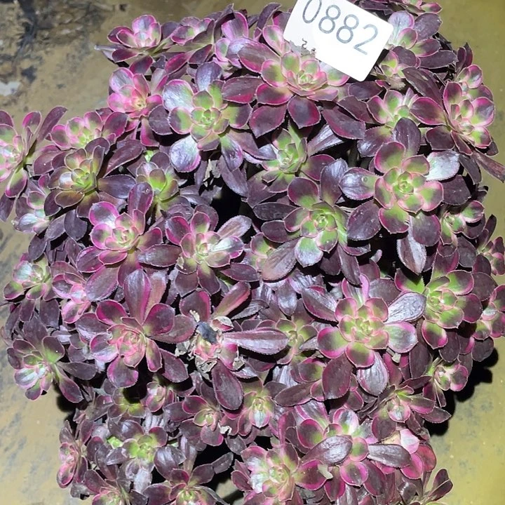 林*多肉植物法师882丽娜