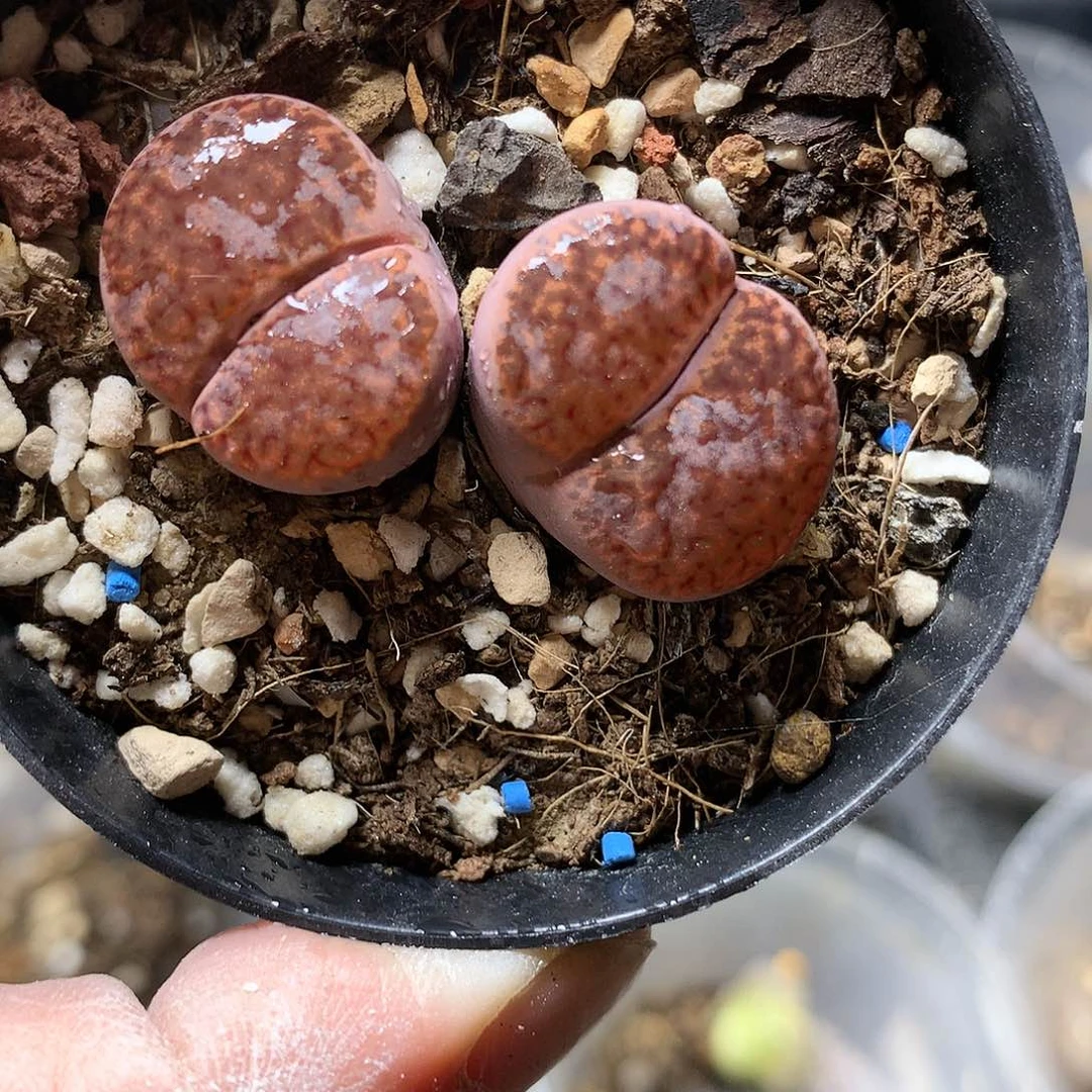 P243多肉植物保护