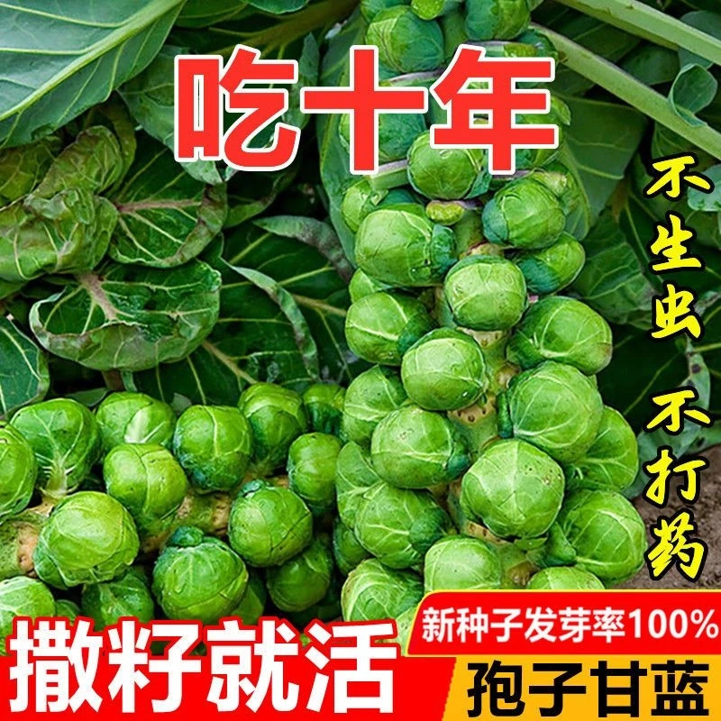 【全店满5包包邮】孢子甘蓝种子一年四季种抱子甘蓝种子小包菜种子