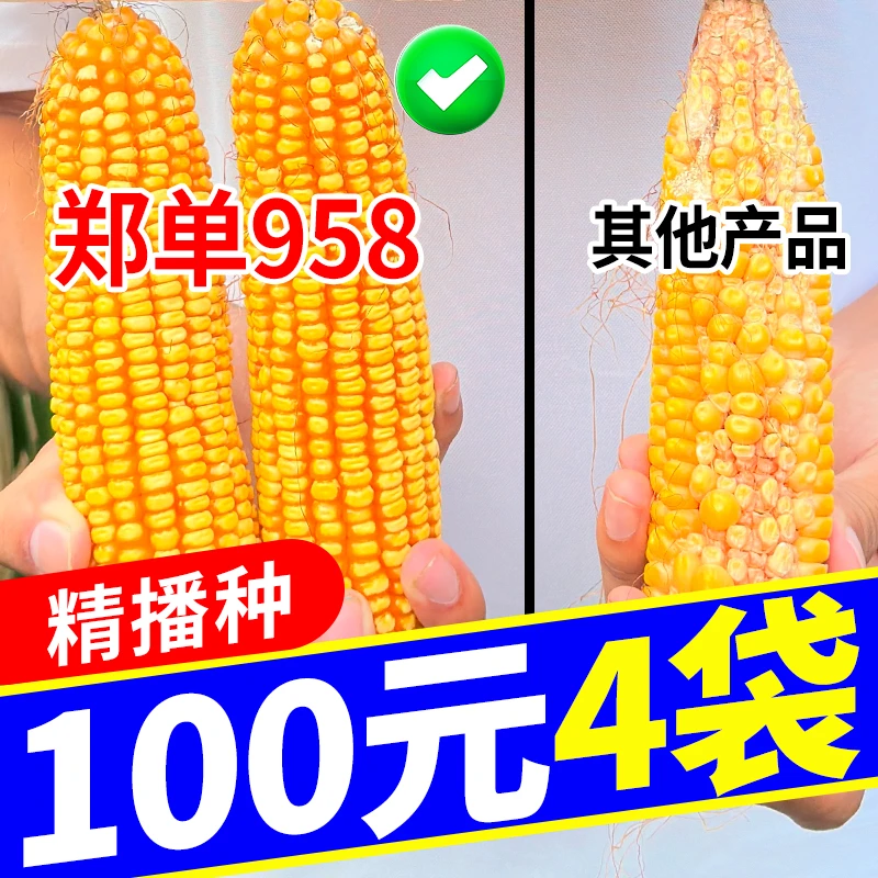 4袋-超划算 郑单958高产玉米种子4200粒 精播种提纯复壮 矮杆抗倒
