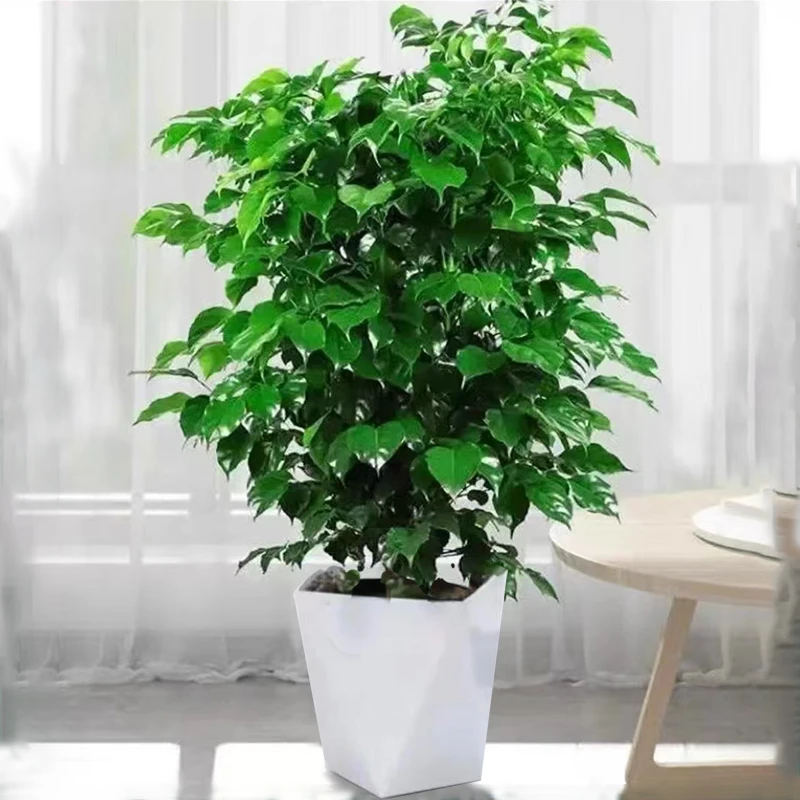 60-70cm 控根幸福树观叶绿植 配白色菱形盆