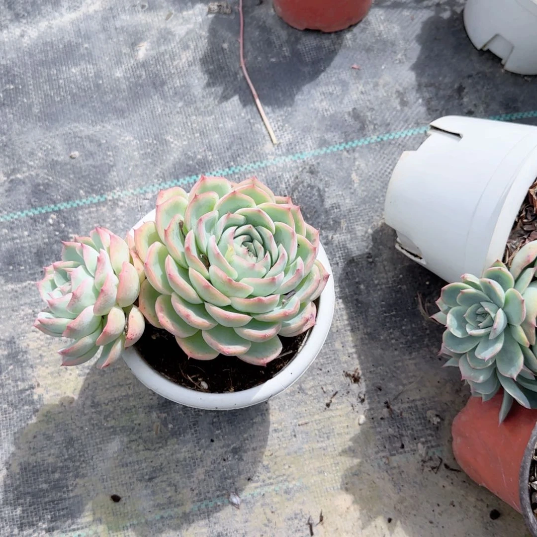 初*侧影双头多肉植物