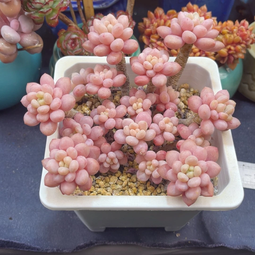 木*鱼子酱 十三公分