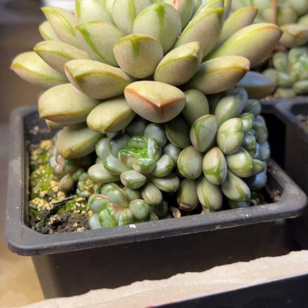 葡萄多肉植物19.8