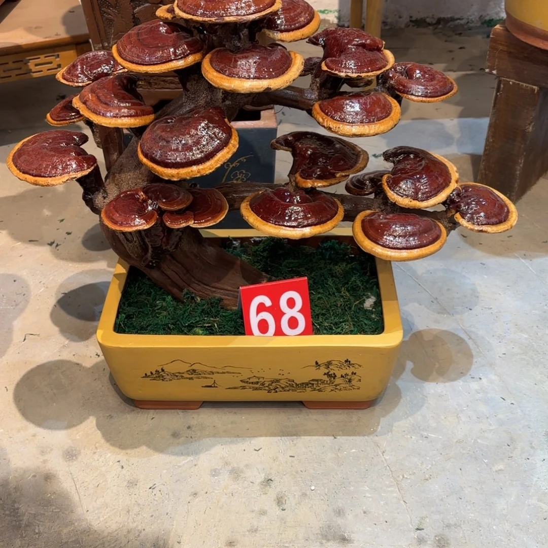 无花朵灵芝88888888888888