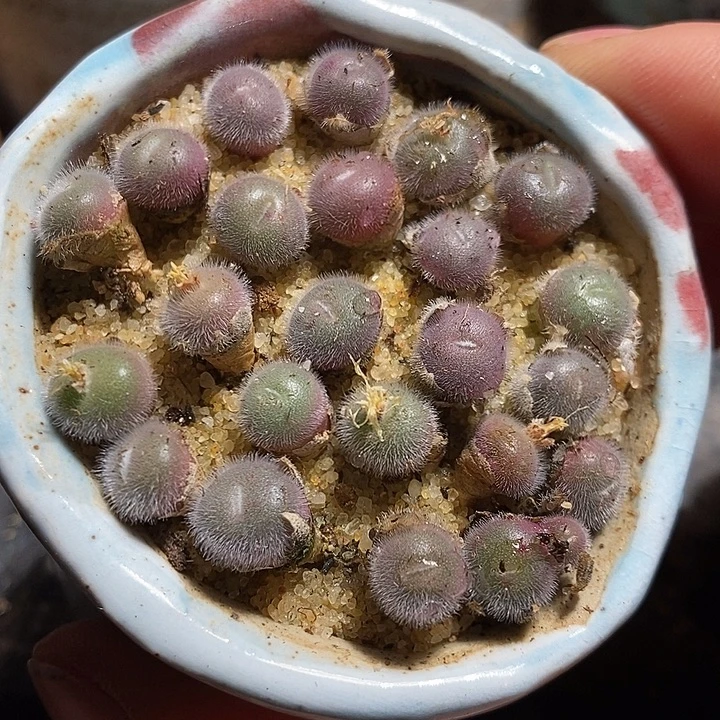 史蒂芬尼园艺大毛球一颗。