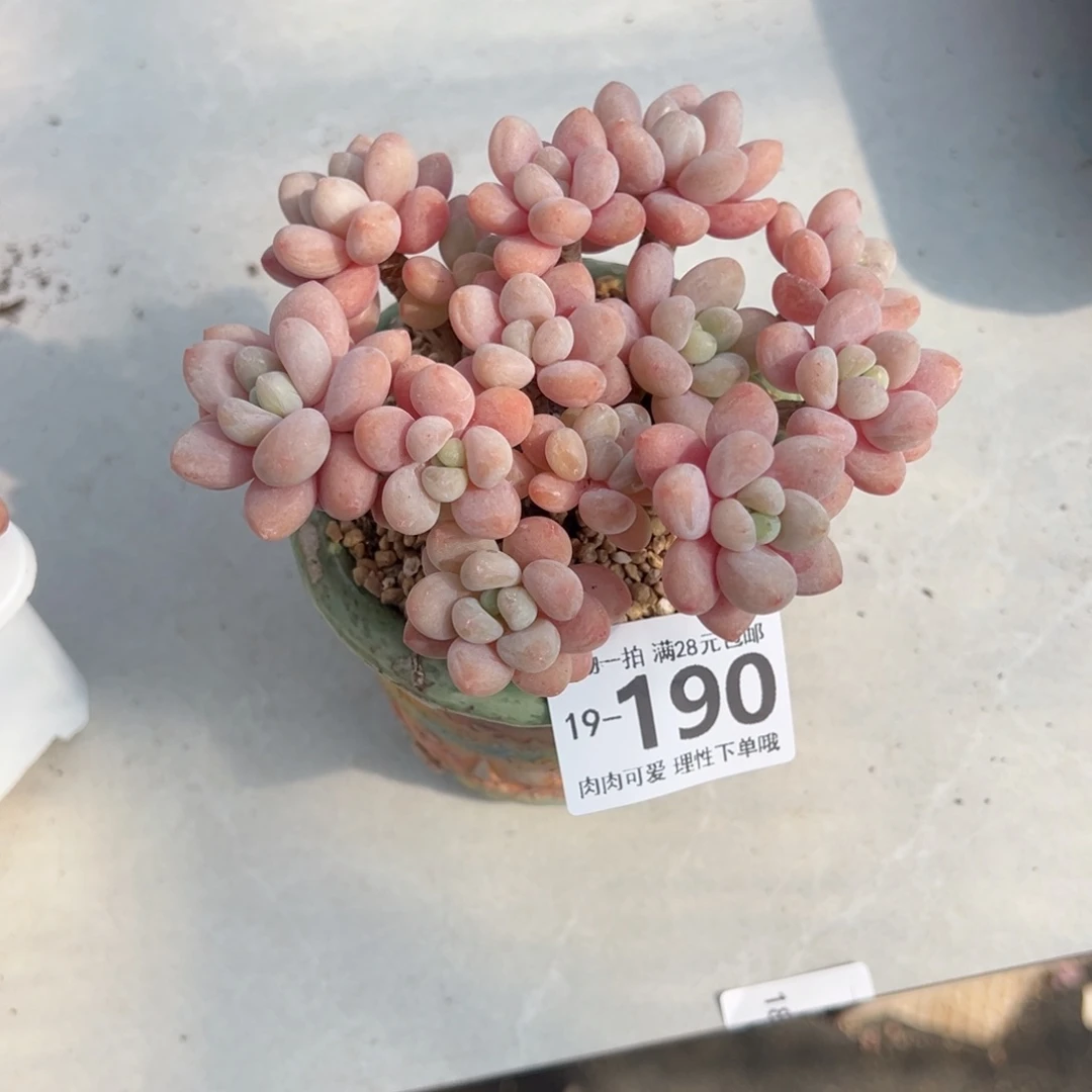 鱼子酱多肉多肉多肉多肉