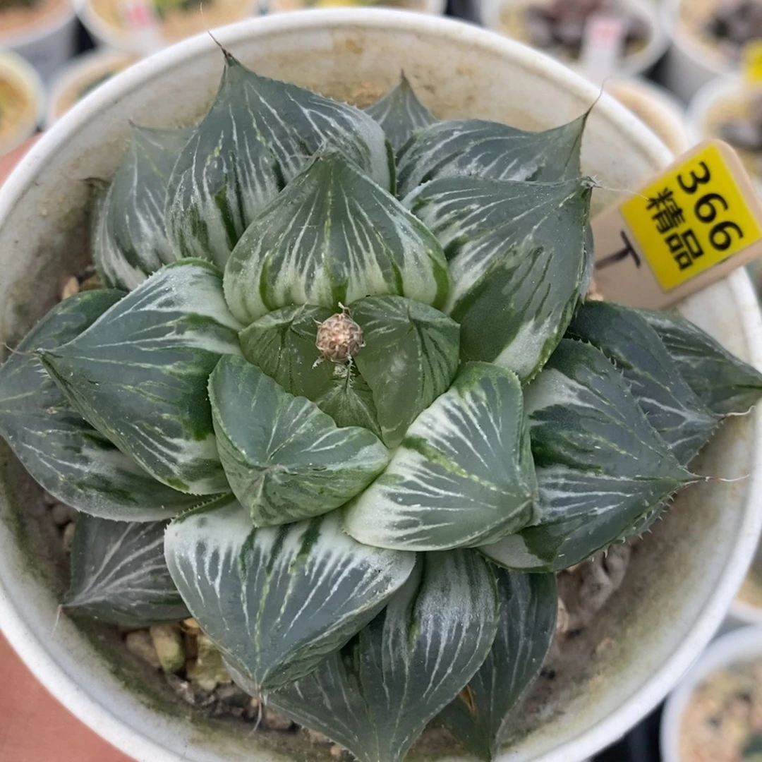 366三仙寿十二卷多肉植物